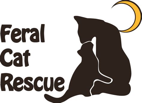 Domestic cats have been intriguing companions for humans since ancient times. feralcatrescue