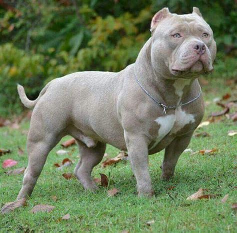 Mia is registered as an ukc american lou, mia's breeder, matches each puppy's temperament with the right owners. Blue Fawn Color - Our Fawnie girl is starting to form to ...