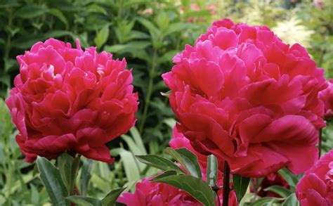 20 Popular Types Of Peonies With Their Stunning Beauty