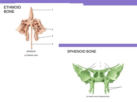 Ethmoid And Sphenoid Bone Diagrams Diagram Quizlet