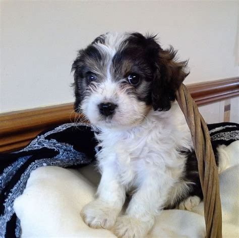 Puppiesforadoption.net is a one stop dog classifieds to sell , buy and adopt free puppies. Lovely Cavachon Puppies FOR SALE ADOPTION from Tasman ...