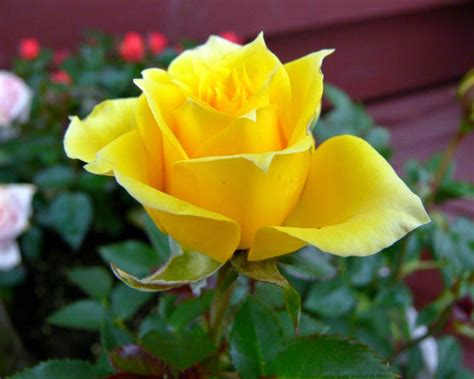 Beautiful Yellow Rose Flowers Images Download The Perfect Flowers