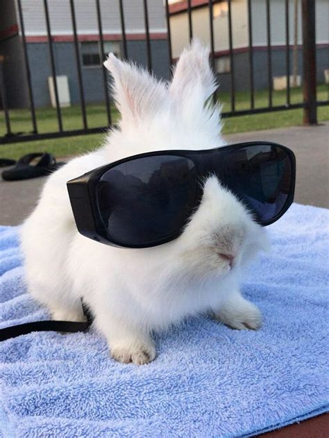 Worlds Coolest Bunnies Wearing Sunglasses Bunny Sunglasses Funny
