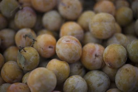 Growing pluots (plumcots) in az. Pluots Nutrition and Health Benefits