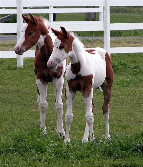 127 Best Images About Horses Foal Twins On Pinterest Arabian Horses