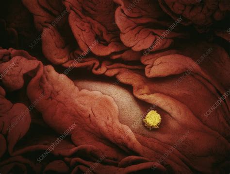 Egg In Fallopian Tube Sem Stock Image C0487853 Science Photo