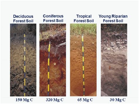 4 Soil Profiles And The Changes In Soil Organic Matter For Different