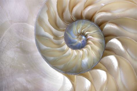 How The Golden Ratio Manifests In Nature