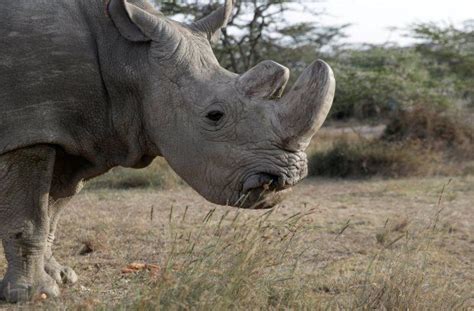 Northern White Rhino Species Faces Extinction As Worlds Last Male