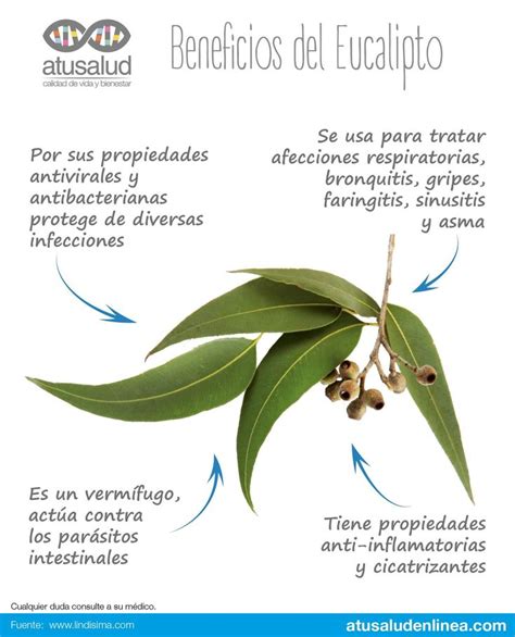 Para Que Sirve El Eucalipto Como Planta Medicinal Plant Blog The Best