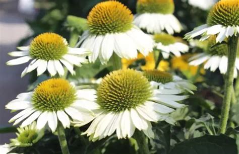 How To Grow Echinacea From Seed Shuncy Love The Green