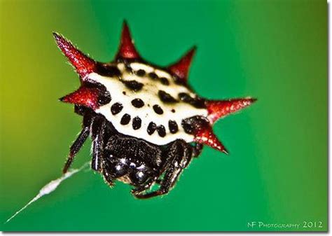 6 Terrifying Spiders That Will Haunt Your Dreams Spider Beautiful