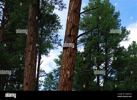 Ponderosa Pine Trees Hi Res Stock Photography And Images Alamy