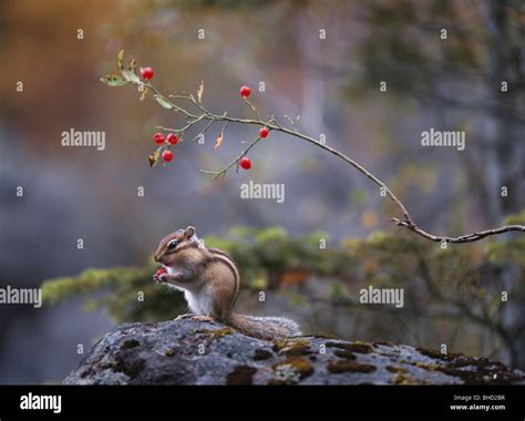 Chipmunk Eating Berries Stock Photo Alamy