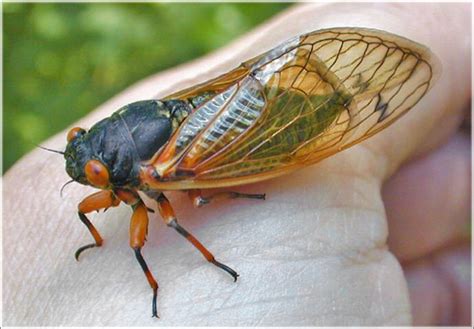 Here's why cicada sounds can be so loud, and why they only emerge at certain times. 301 Moved Permanently