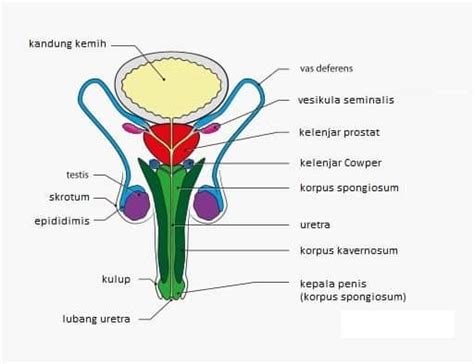 Sistem Reproduksi Pria Bagian Fungsi Organ Dan Hormon Reproduksi