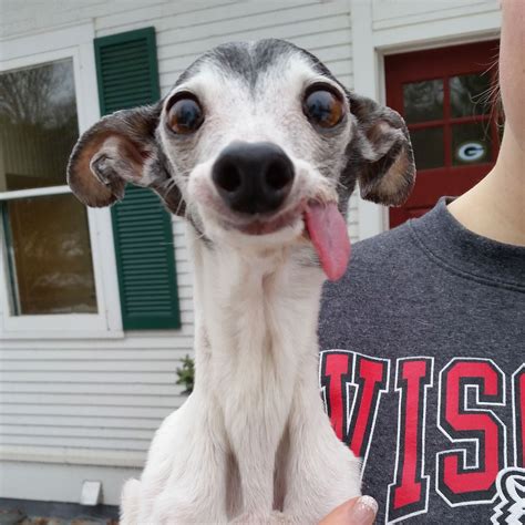 Zappa Who Cant Help Sticking Her Tongue Out Mirror Online
