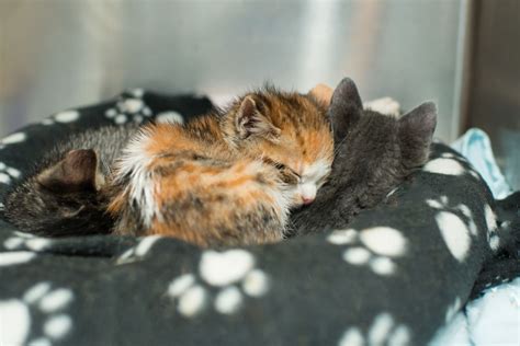 Raising Orphaned Kittens • Kitten Rescue