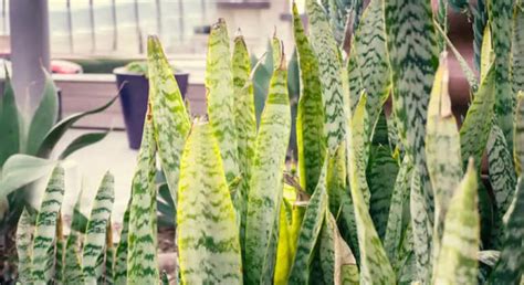 How Often To Water Snake Plant In Winter A Guide To Winter Care
