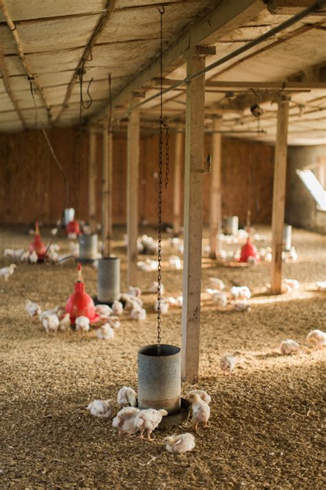 Chick Starter Feed Non Gmo Starter Feed Sunrise Farms