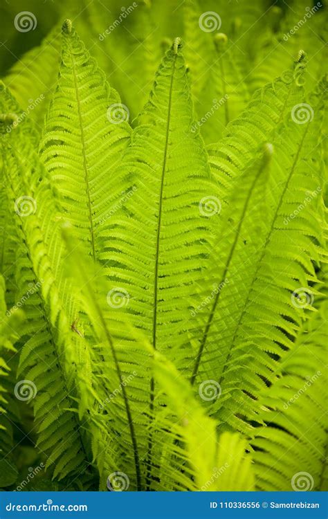 Beautyful Ferns Leaves Green Foliage Natural Floral Fern Background In