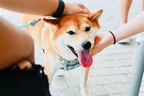 Where Do Dogs Like To Be Petted The Most