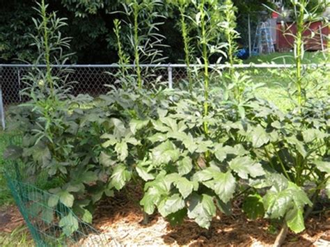 See full list on agrilifeextension.tamu.edu Eight Tips For Growing Fantastic Okra
