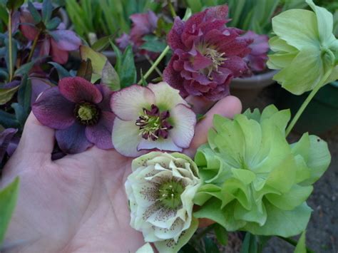 Six Fabulous Winter Flowering Plants Portland Monthly