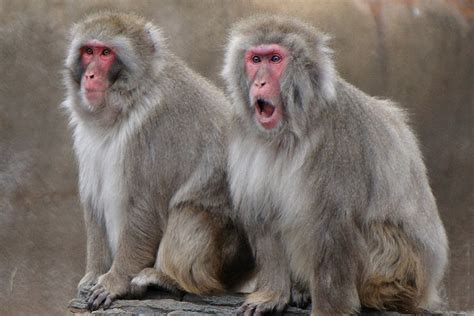 Macaque Facts History Useful Information And Amazing Pictures