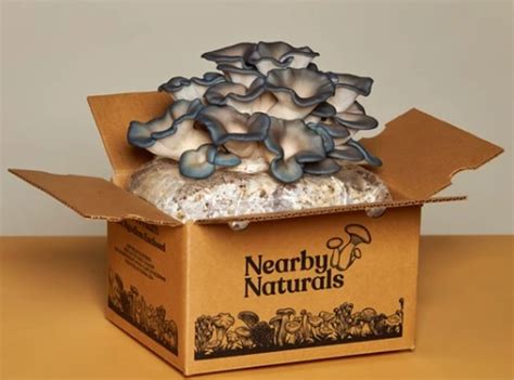 Check Out This Super Cool At Home Mushroom Grow Kit