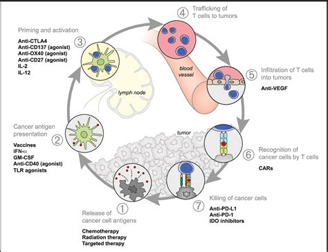 Oncology Meets Immunology The Cancer Immunity Cycle Semantic Scholar