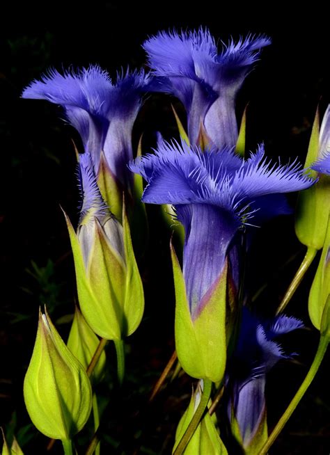 Get Your Botany On Fringed Gentian