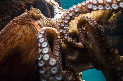 How Intelligent Are Octopuses Your Octopus Questions Answered
