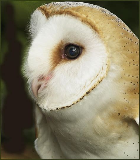 Barn Owl Owl Side View Of Face