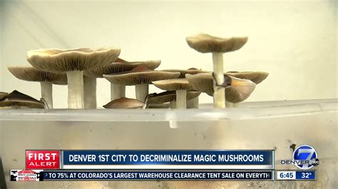 Denver Voters Narrowly Pass ‘magic Mushroom Measure