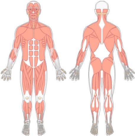 The hand incorporates countless muscles, bones, tendons and ligaments into simple motion and this chart covers them all. Muscle Diagram Blank