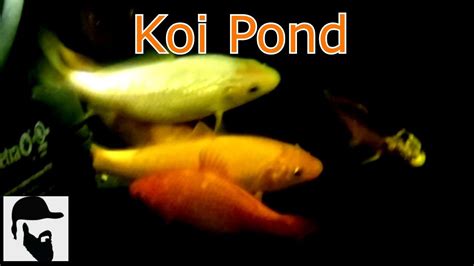 Volume calculation 1.25 x 6' = 7.5 acre/feet. 100 Gallon Indoor Koi Pond Update - YouTube