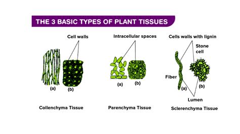 What Is The Function Of Ground Tissue