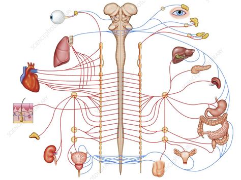 Autonomic Nervous System Illustration Stock Image C0462933