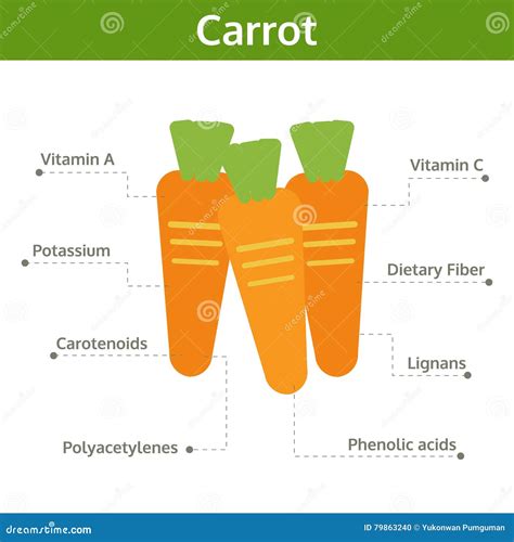 Carrot Nutrient Of Facts And Health Benefits Info Graphic Stock Vector