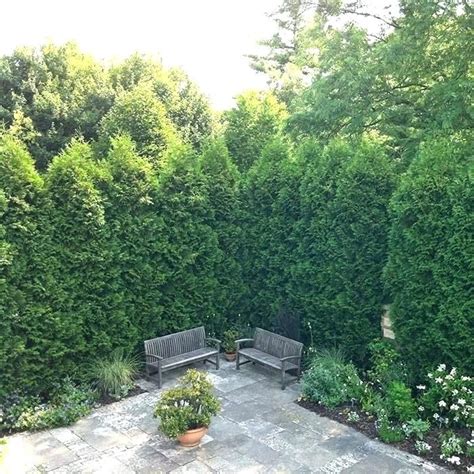 Simple Backyard Privacy Trees Simple Ideas Home Decorating Ideas