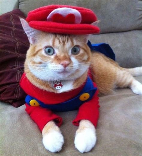 30 Cat Costumes That Are Too Cute Pet Halloween Costumes Super Mario