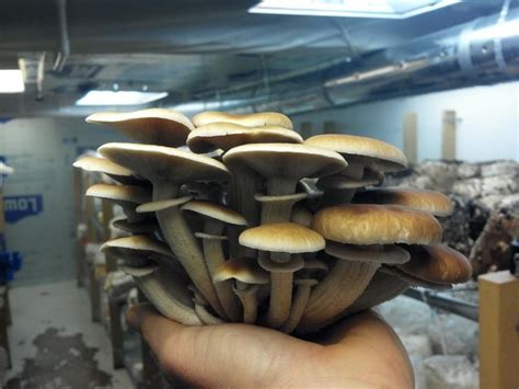 Pound Of Mushrooms All Mushroom Info