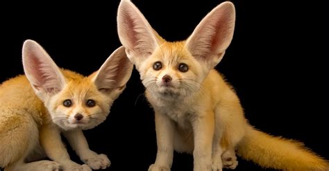 fennec fox born in the desert insists on staying up late every day inews