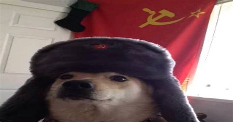 Russian Doge Dogecoin