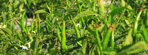 In this video i will show you how to grow chillies at home with complete update and information.growing plants from seeds can seem like a daunting task to so. How To Grow Chilli? - GreenMyLife