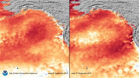 Noaa Marine Heatwave Similar To The Blob That Preceded 3 Year