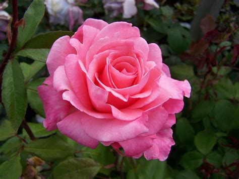 Hybrid Tea Rose For Sale By Mail Order From East Sussex Hybrid Tea