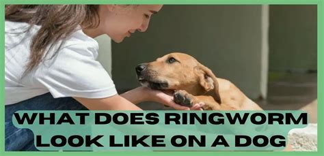 What Does Ringworm Look Like On A Dog A Visual Guide