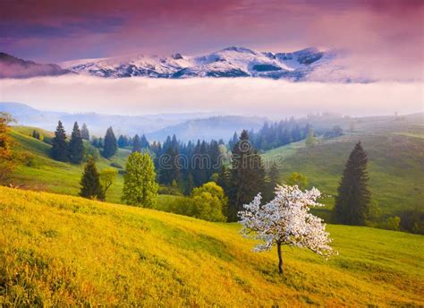 Flowering Tree Green Hill Snow Capped Mountain Peaks Stock Photos